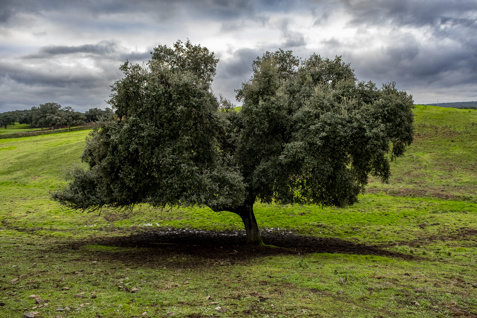 17. Los bereberes de Córdoba